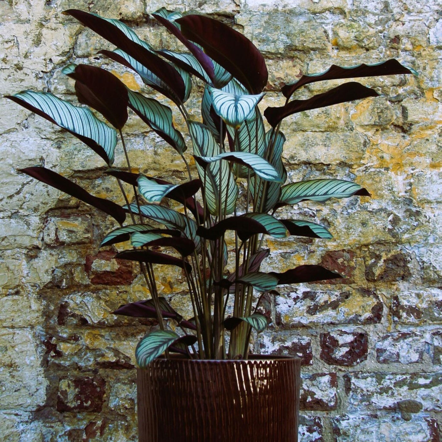 Planta Pavo Real - Calathea 'oppenheimiana' - Altura 120-130cm - ⌀27cm_1
