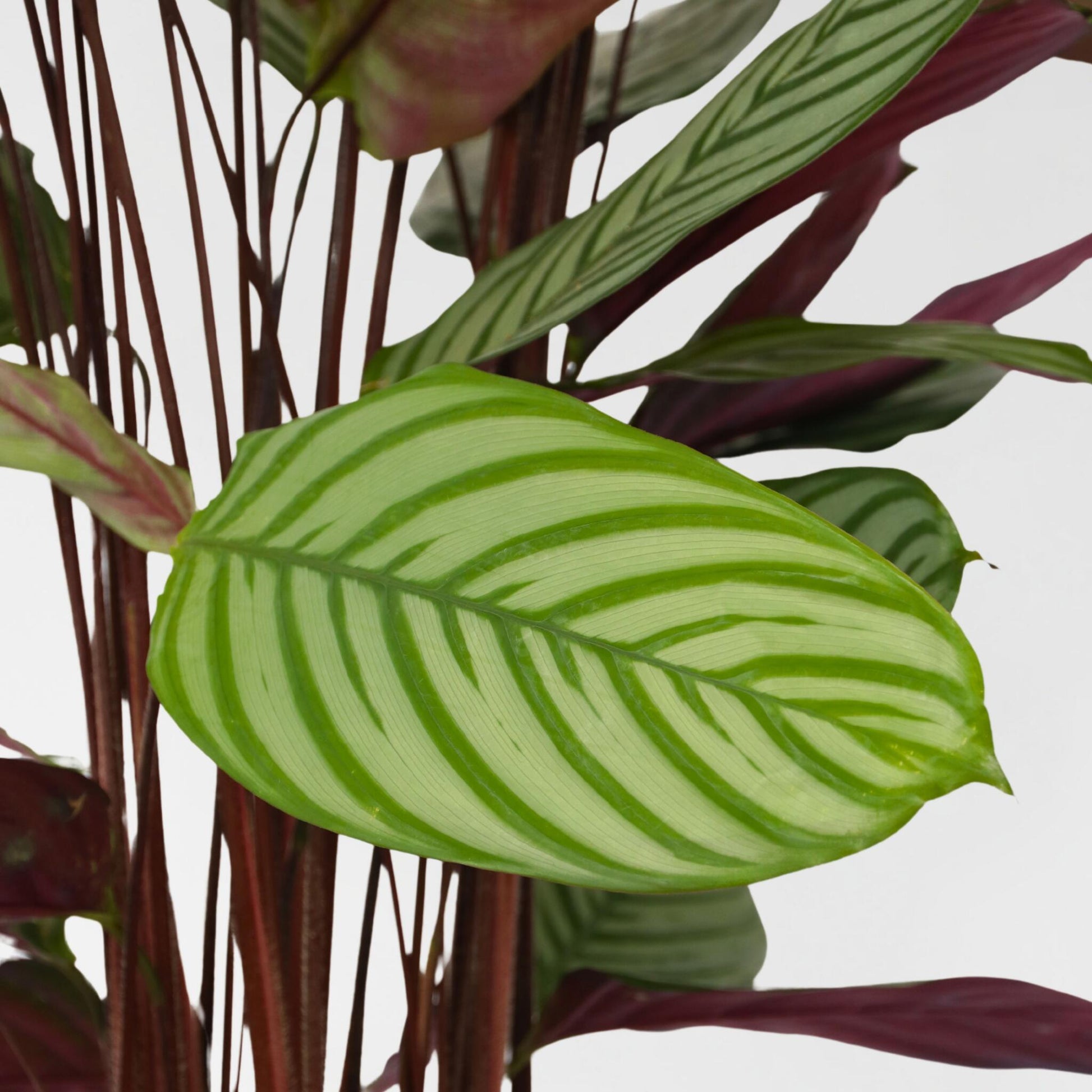 Planta Pavo Real - Calathea 'oppenheimiana' - Altura 120-130cm - ⌀27cm_3