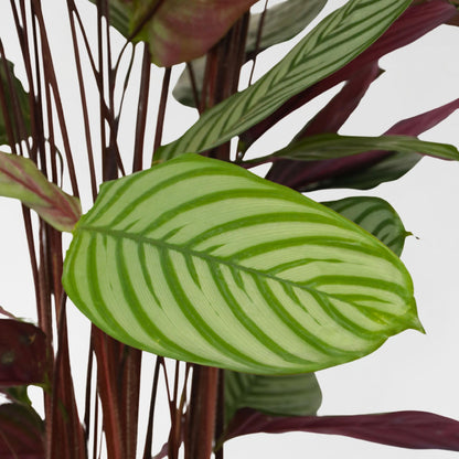 Planta Pavo Real - Calathea 'oppenheimiana' - Altura 120-130cm - ⌀27cm_3
