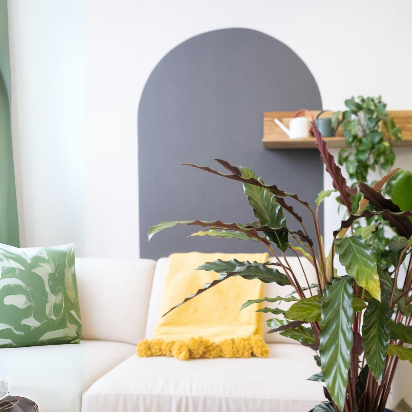 Planta Pavo Real - Calathea 'wavestar' - Altura 90cm - ⌀27cm_1