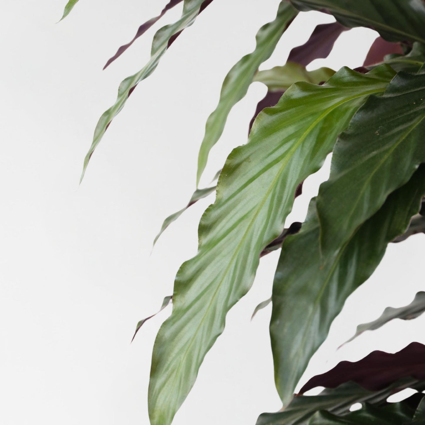 Planta Pavo Real - Calathea 'wavestar' - Altura 90cm - ⌀27cm_3