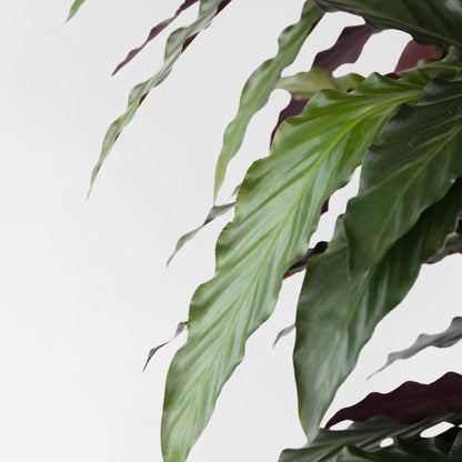 Planta Pavo Real - Calathea 'wavestar' - Altura 90cm - ⌀27cm_3