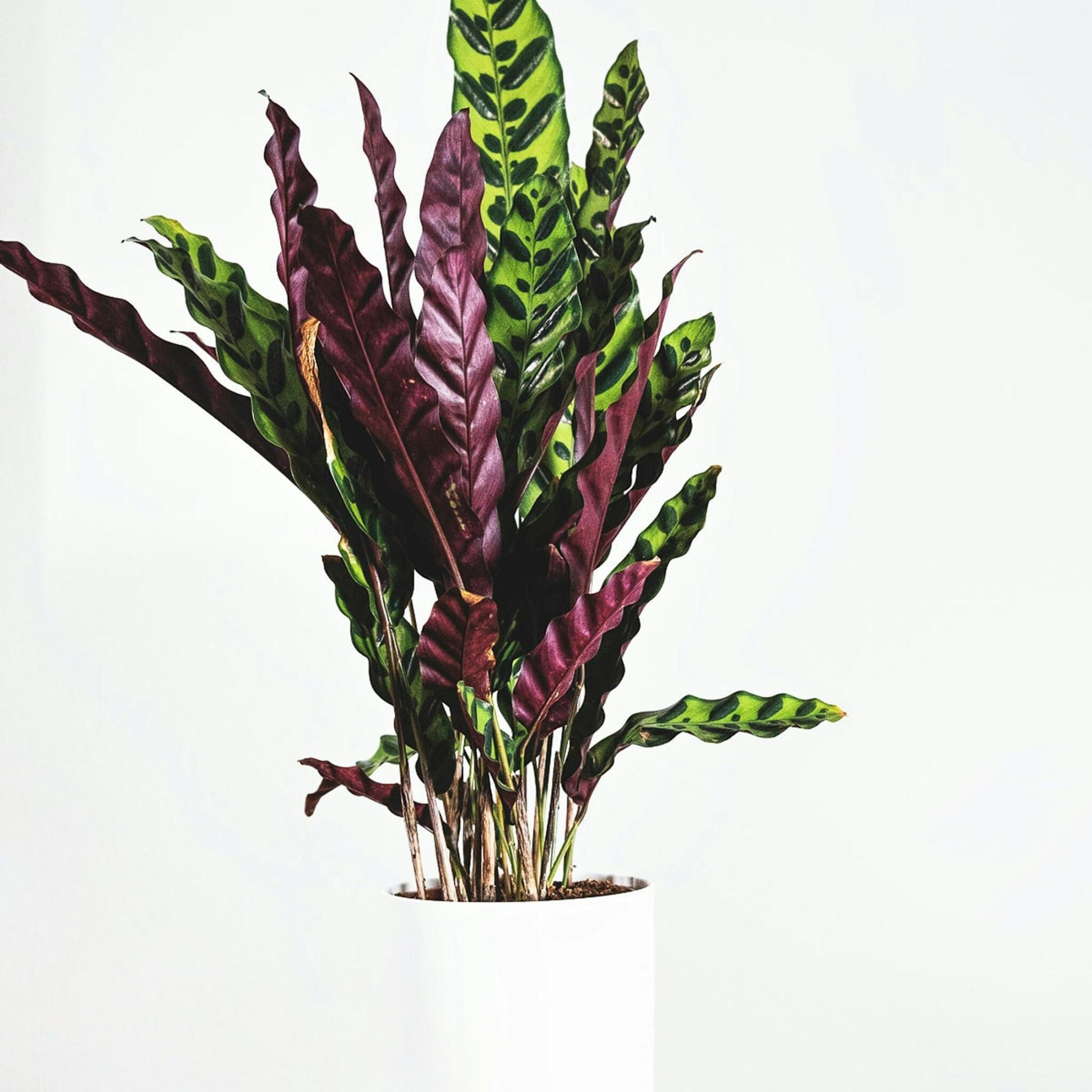 Planta Pavo Real - Calathea 'wavestar' - Altura 90cm - ⌀27cm_4