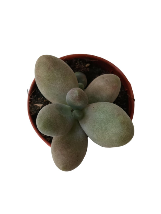 Planta Suculenta Pachyphitum Oviferum Piedra Luna Ø5 Cm_0