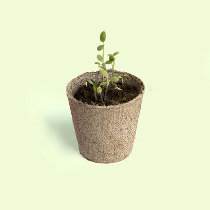 Planta Y Descubre | Kit Germinación Para Niños | Aprende Cómo Crece Una Semilla Paso A Paso (stem)_2