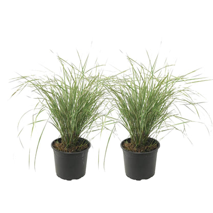 Plantas De Hierba De Caña - 2 Pzs - Calamagrostis 'overdam' - A20-30cm - ⌀23cm_0