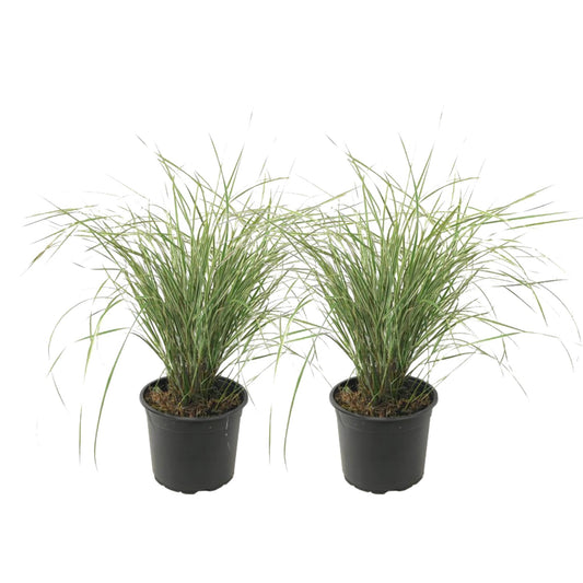 Plantas De Hierba De Caña - 2 Pzs - Calamagrostis 'overdam' - A20-30cm - ⌀23cm_0
