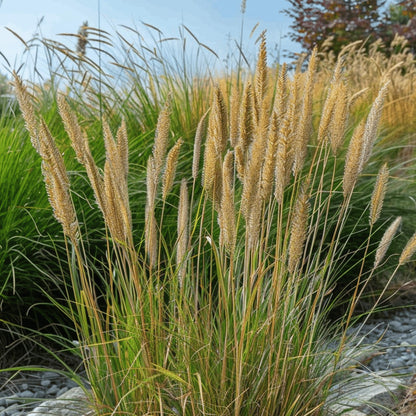 Plantas De Hierba De Caña - 2 Pzs - Calamagrostis 'overdam' - A20-30cm - ⌀23cm_3