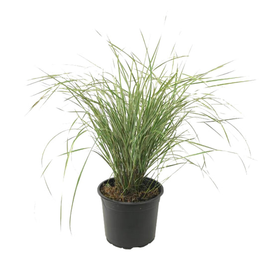 Plantas De Hierba De Caña - Calamagrostis 'overdam' - Altura 20-30cm - ⌀23cm_0