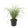 Plantas De Hierba De Caña - Calamagrostis 'overdam' - Altura 20-30cm - ⌀23cm