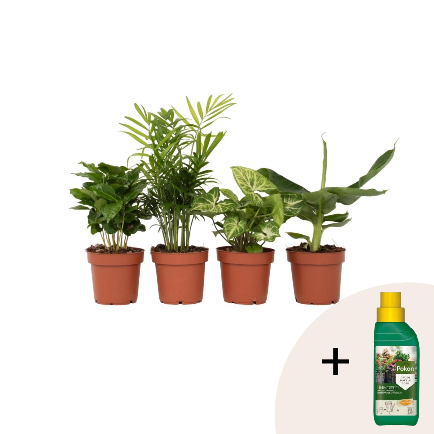 Plantas De Interior Económicas - 4 Pzs - Altura 25-40cm - ⌀12cm_0