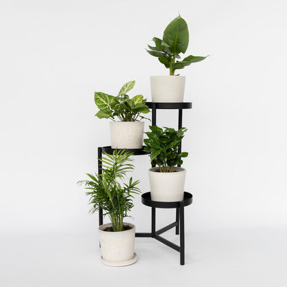 Plantas De Interior Económicas - 4 Pzs - Altura 25-40cm - ⌀12cm_1