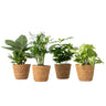 Plantas De Interior En Cesta Decorativa - Set De 4 - Altura 25-40cm - ⌀12cm