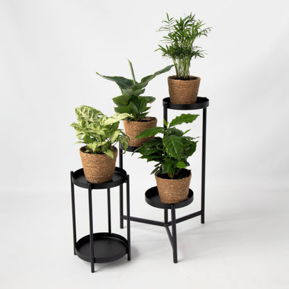 Plantas De Interior En Cesta Decorativa - Set De 4 - Altura 25-40cm - ⌀12cm_1