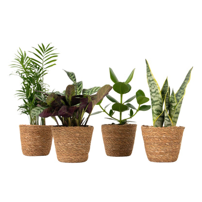 Plantas De Interior Fáciles De Cuidar - Set 4 Con Cesta - Altura 25–40cm - ⌀12cm_0