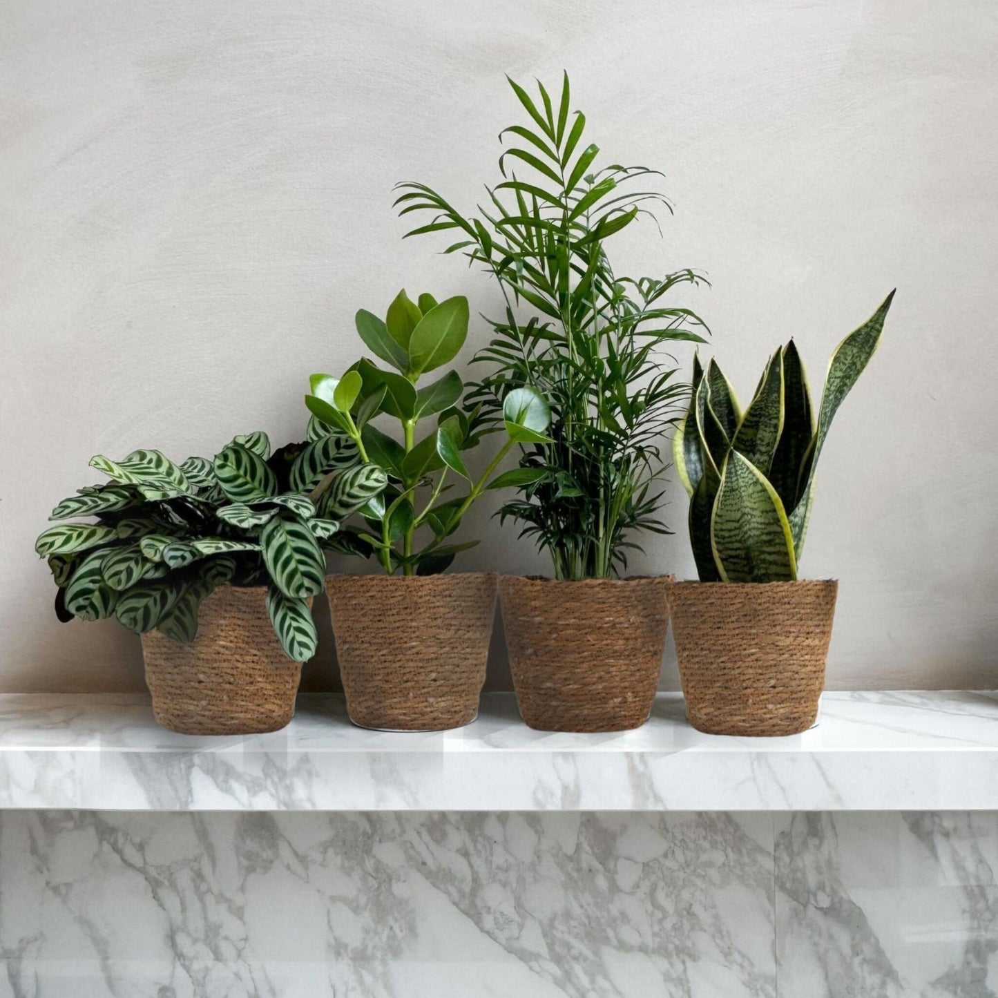 Plantas De Interior Fáciles De Cuidar - Set 4 Con Cesta - Altura 25–40cm - ⌀12cm_1