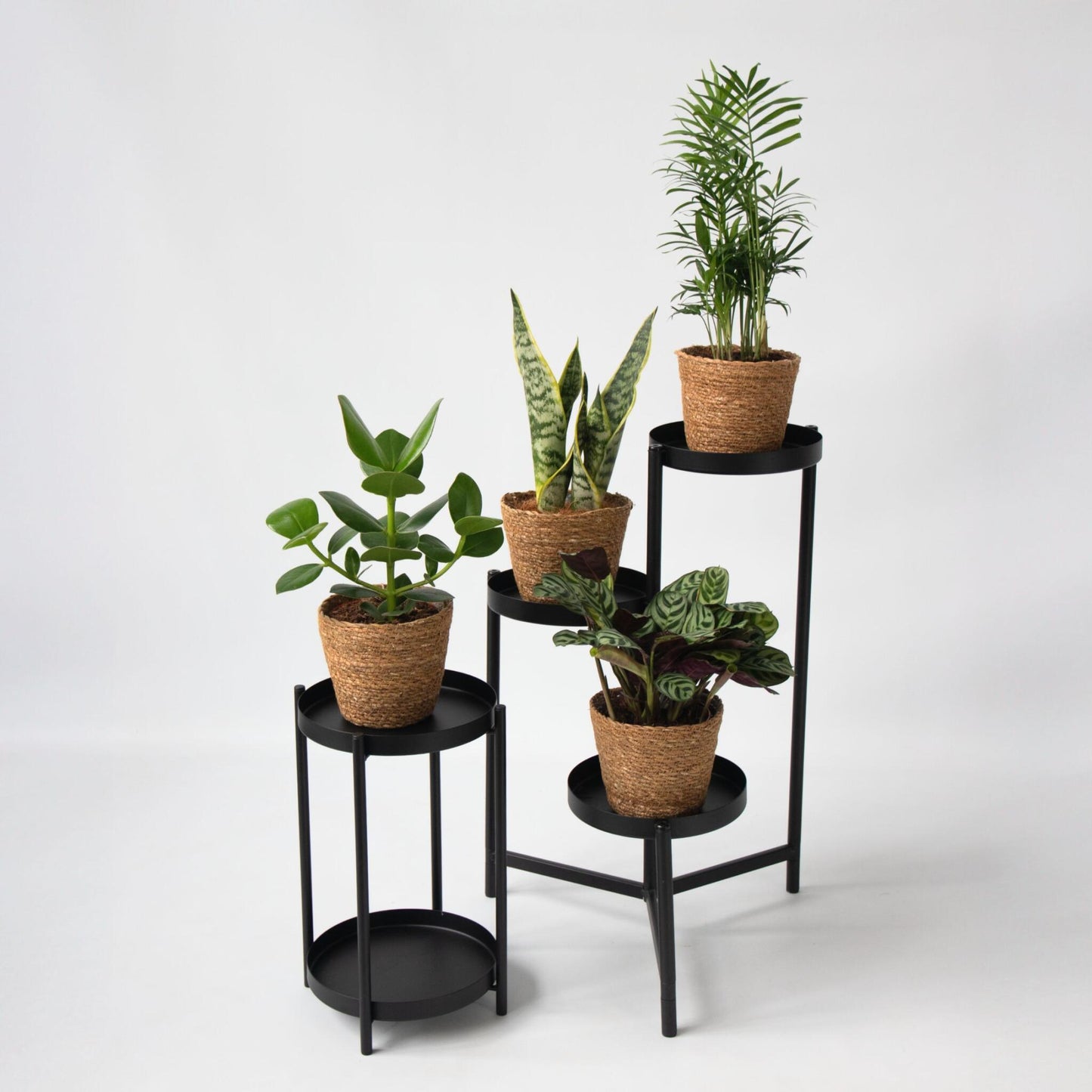Plantas De Interior Fáciles De Cuidar - Set 4 Con Cesta - Altura 25–40cm - ⌀12cm_4