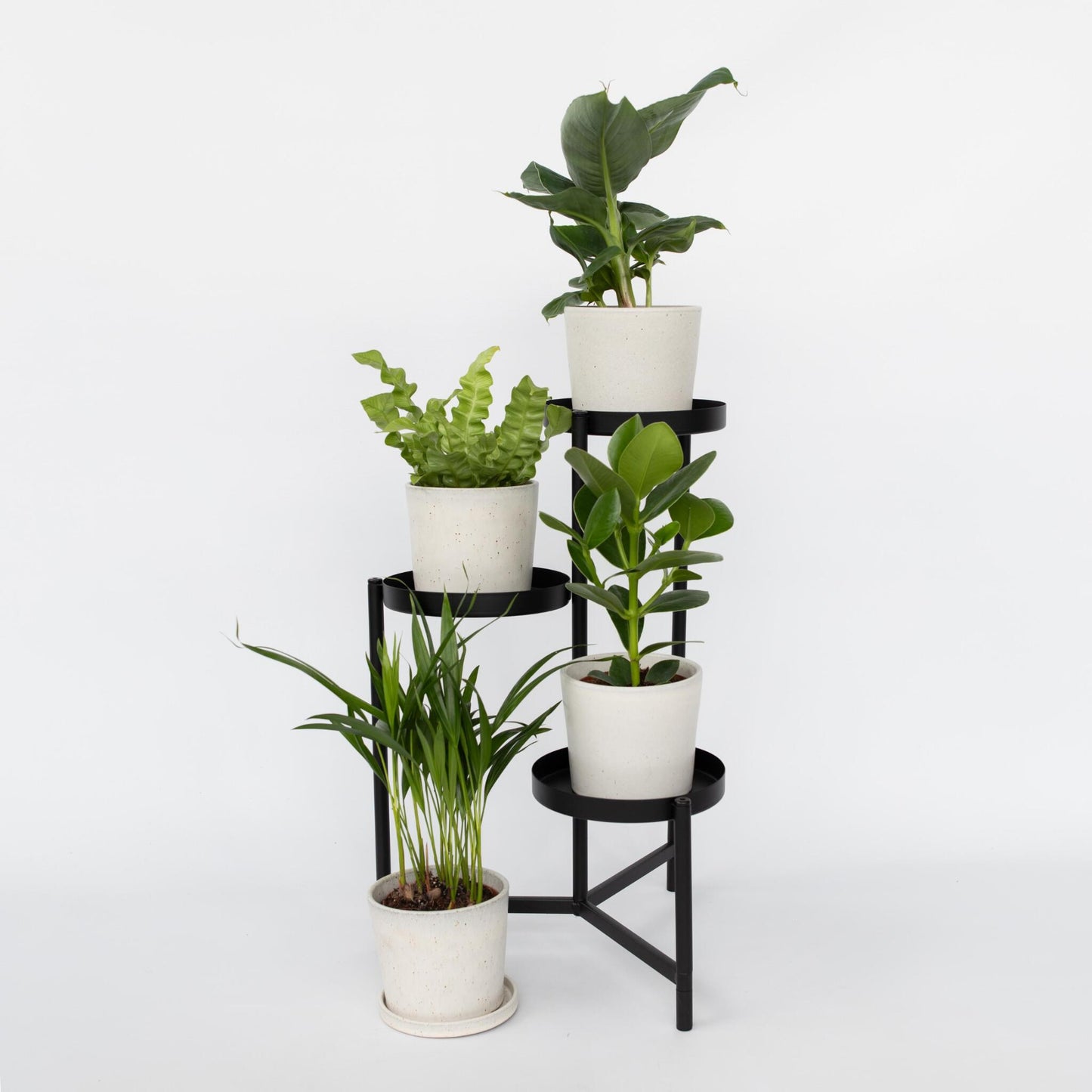 Plantas De Interior 'cuarteto Verde' - 4 Pzs - Altura 25-40cm - ⌀12cm_1