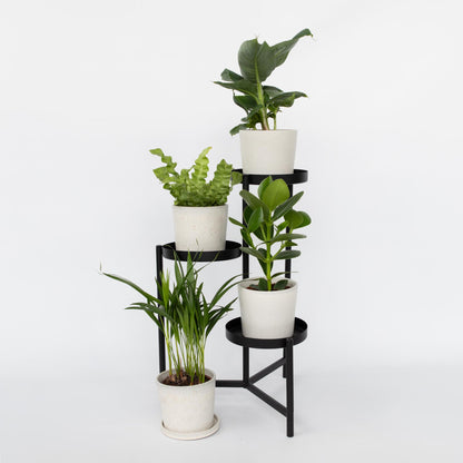 Plantas De Interior 'cuarteto Verde' - 4 Pzs - Altura 25-40cm - ⌀12cm_1