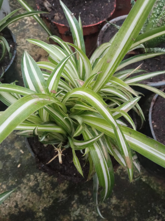 Plantas Del Dinero Planta De Interior De La Suerte_0