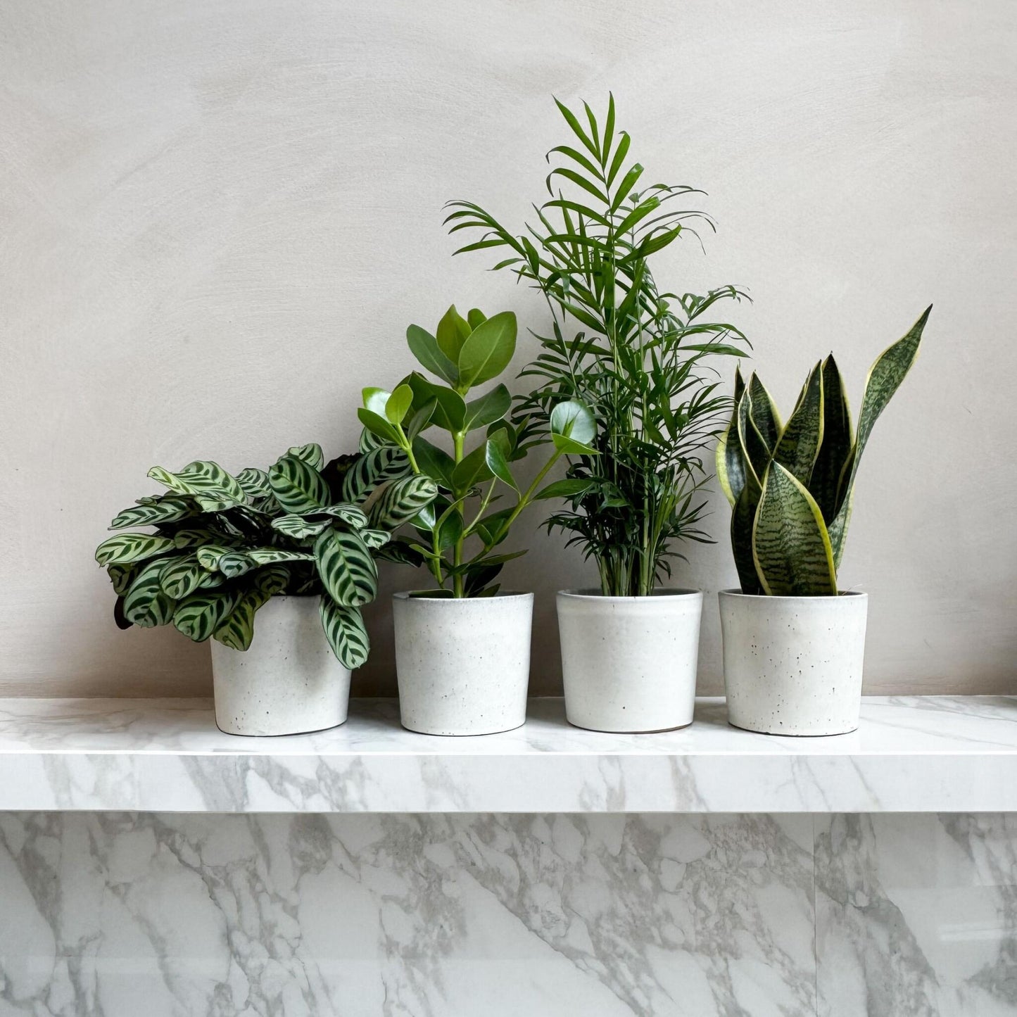 Plantas Faciles - 4 Pzs - Altura 25-40cm - ⌀12cm_1