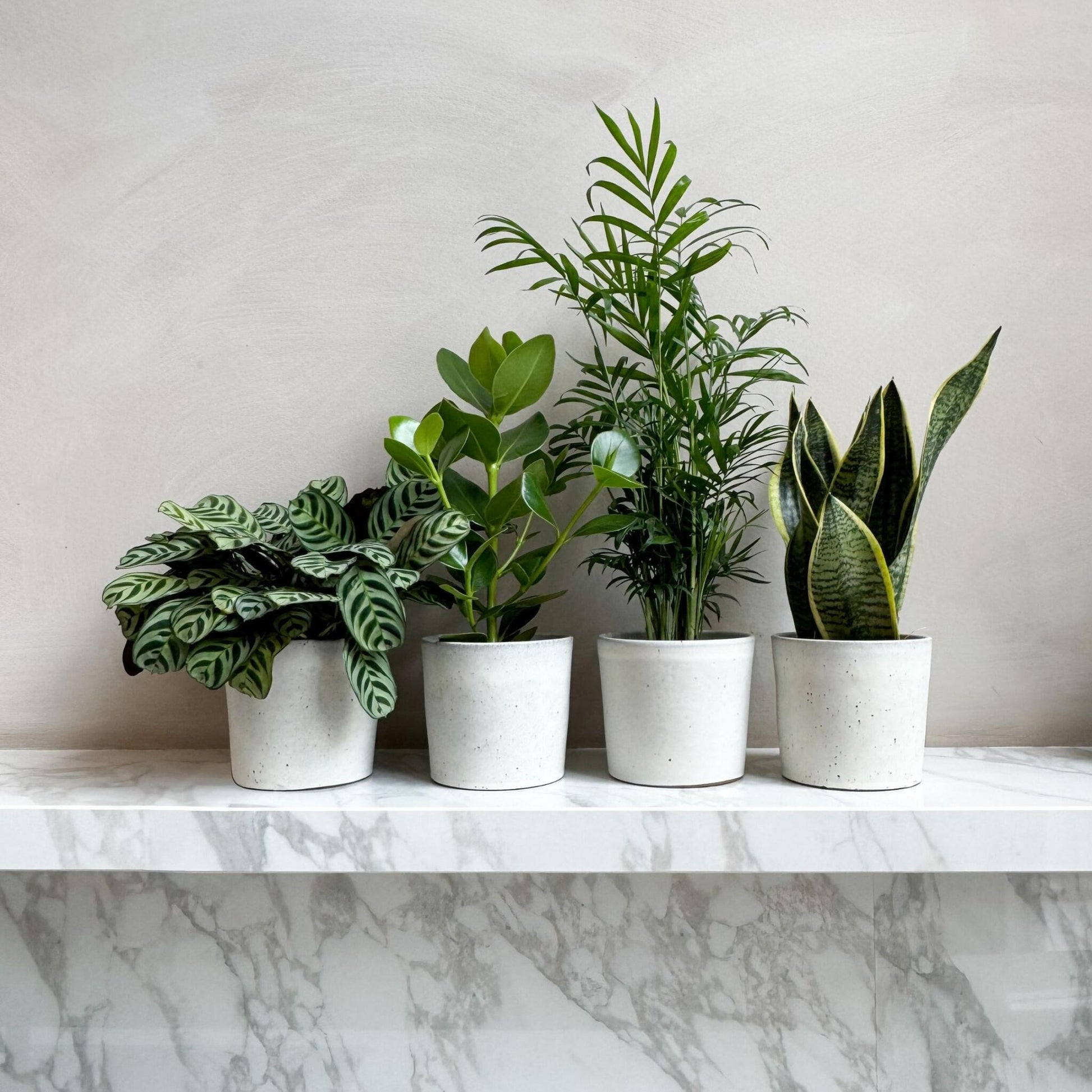 Plantas Faciles - 4 Pzs - Altura 25-40cm - ⌀12cm_1