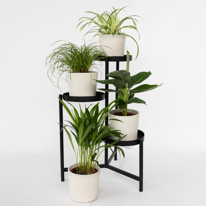 Plantas Que Admiten Mascotas - 4 Pzs - Pet Friendy Mix - Altura 25-40cm - ⌀12cm_1