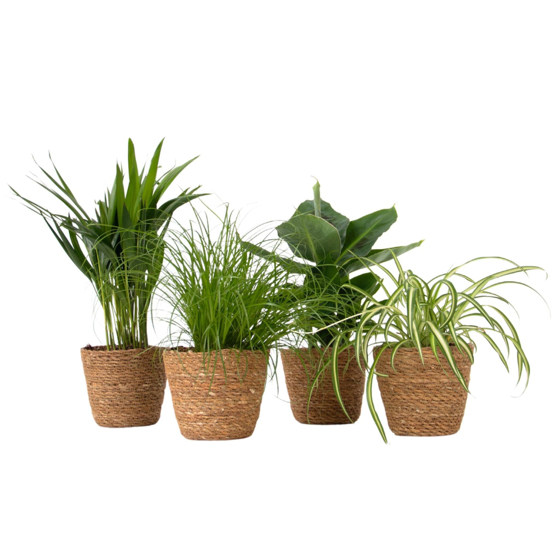 Plantas Seguras Mascotas - Set 4 Cestas - Alt.25-40cm - ⌀12cm_0