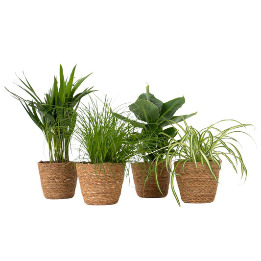 Plantas Seguras Mascotas - Set 4 Cestas - Alt.25-40cm - ⌀12cm_0