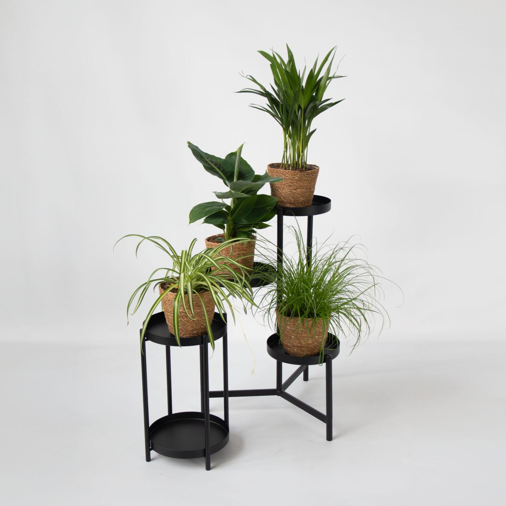 Plantas Seguras Mascotas - Set 4 Cestas - Alt.25-40cm - ⌀12cm_1