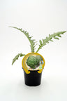 Plantón Alcachofa En Maceta 10,5 Cm. Natural - Fitoralia
