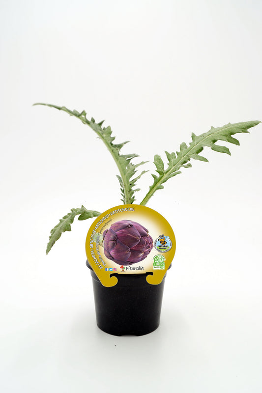 Plantón Alcachofa Violeta De Romagna En Maceta 10,5 Cm. Natural - Fitoralia_0
