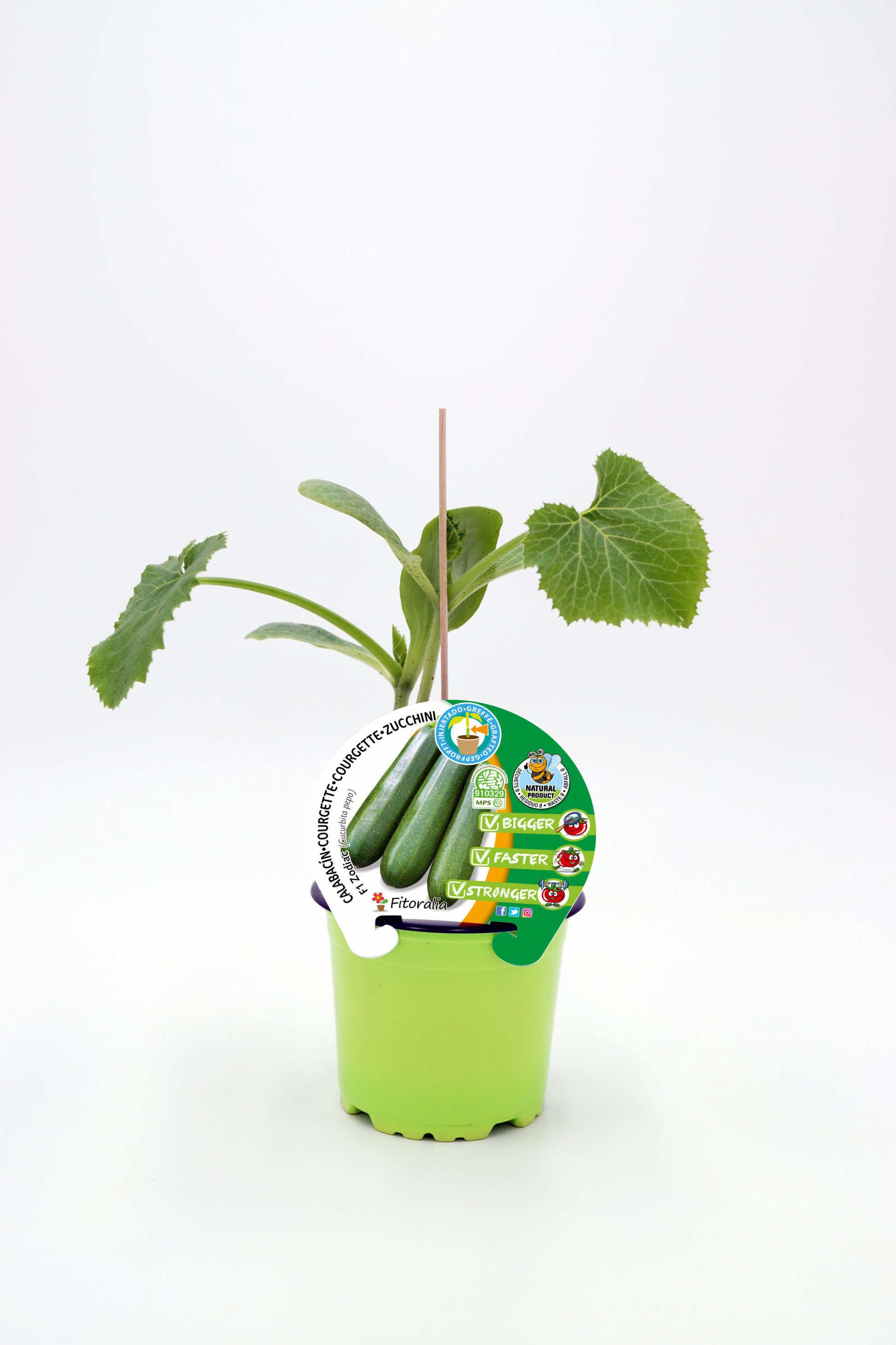 Plantón Calabacín Injertado En Maceta 12 Cm. Natural - Fitoralia_0
