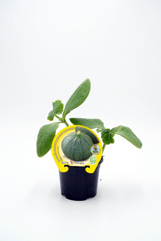 Plantón Calabacín Redondo Niza En Maceta 10,5 Cm. Natural - Fitoralia_0