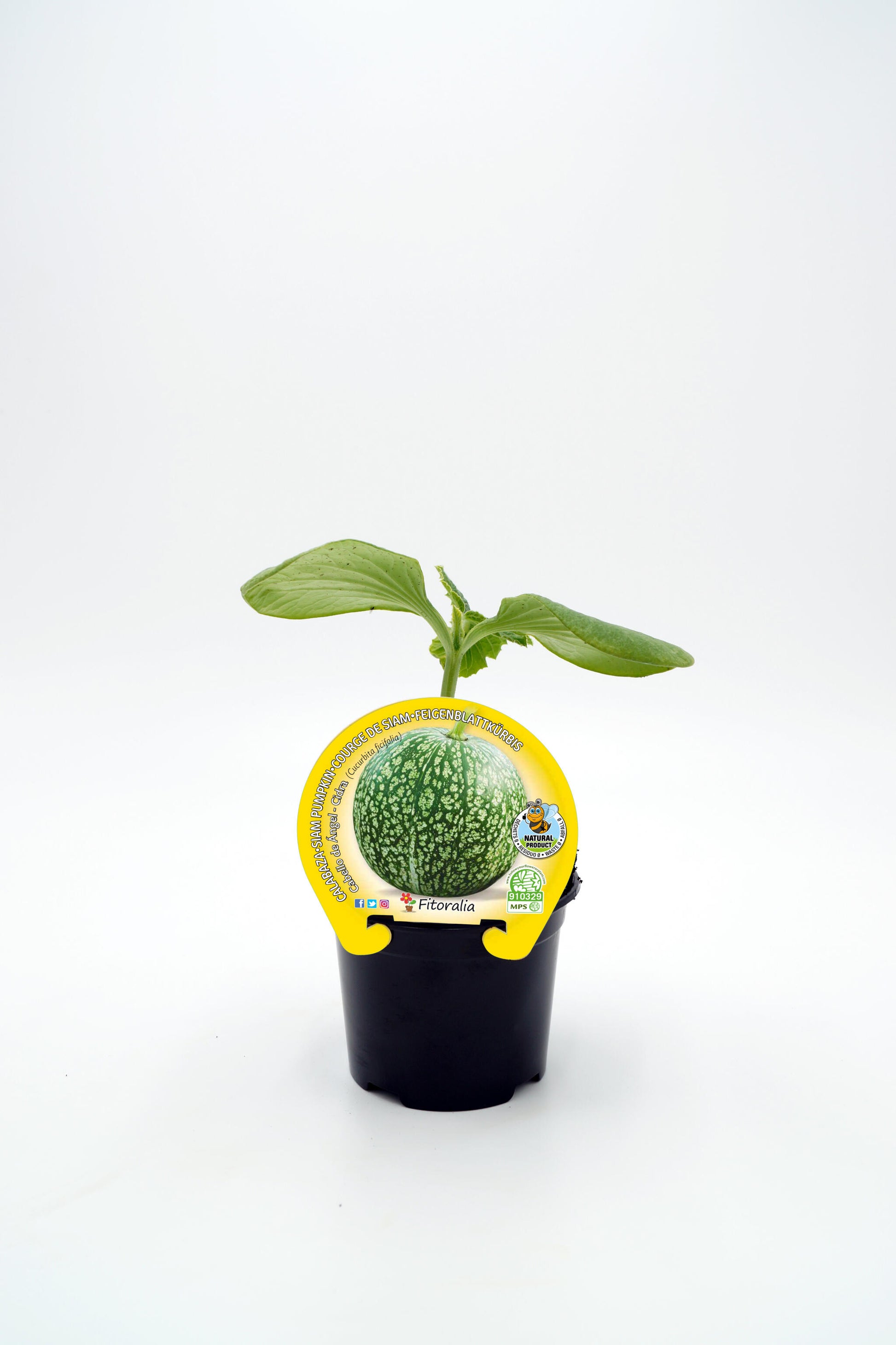 Plantón Calabaza Cabello De Ángel En Maceta 10,5 Cm. Natural- Fitoralia_0