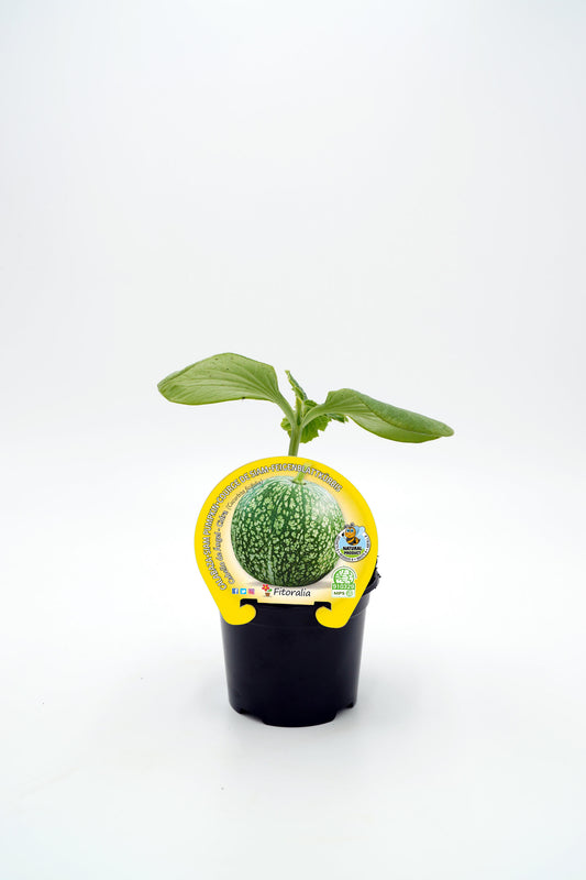 Plantón Calabaza Cabello De Ángel En Maceta 10,5 Cm. Natural- Fitoralia_0