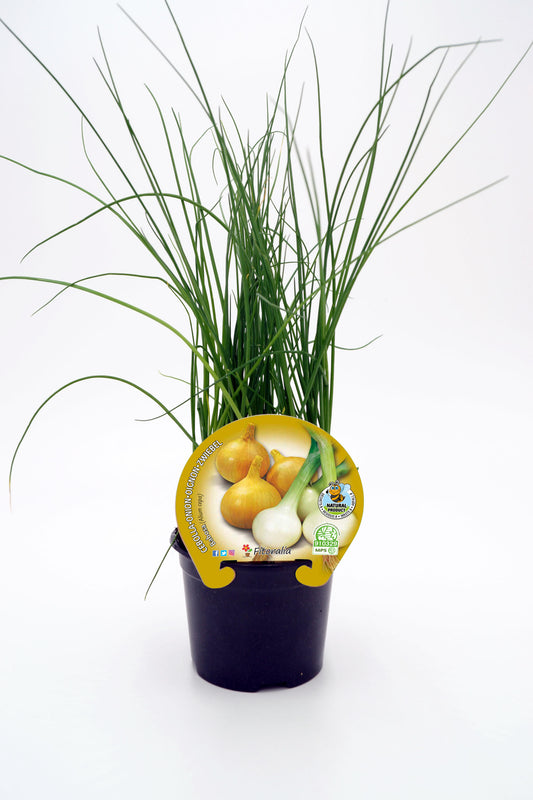 Plantón Cebolla Babosa En Maceta 10,5 Cm. Natural - Fitoralia_0