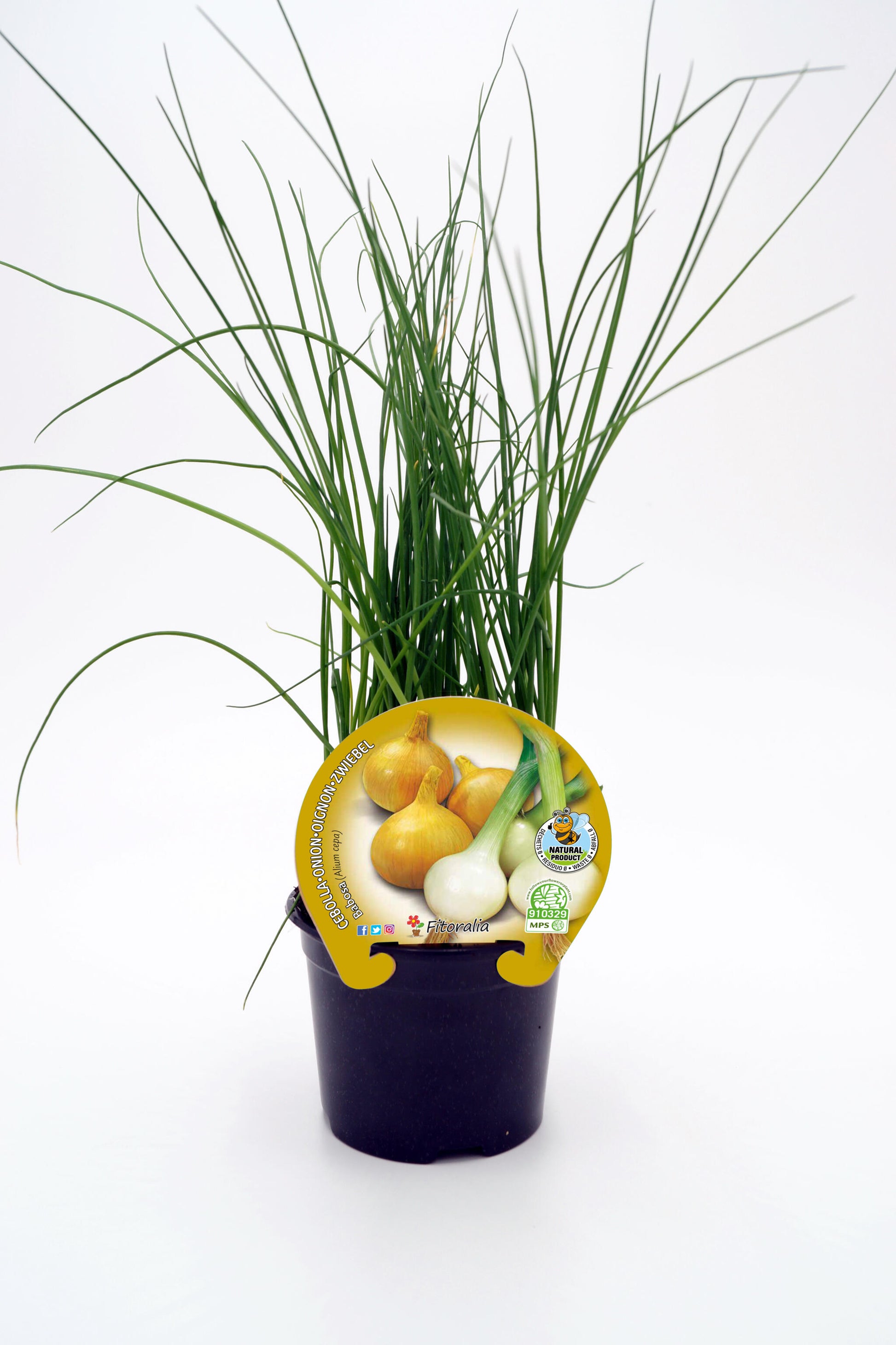 Plantón Cebolla Babosa En Maceta 10,5 Cm. Natural - Fitoralia_0