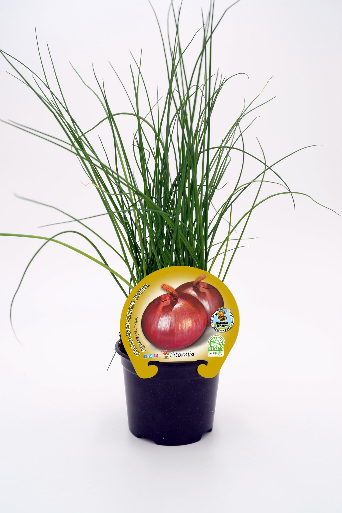 Plantón Cebolla Figueras En Maceta 10,5 Cm. Natural - Fitoralia_0