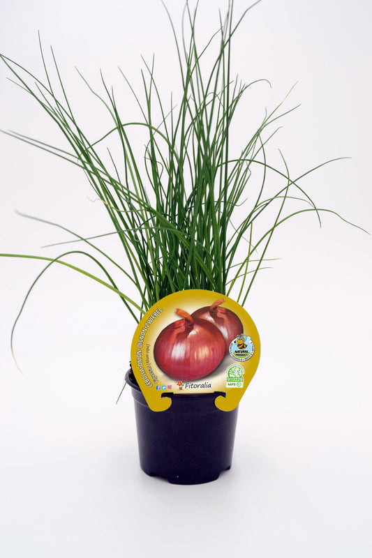 Plantón Cebolla Figueras En Maceta 10,5 Cm. Natural - Fitoralia_0