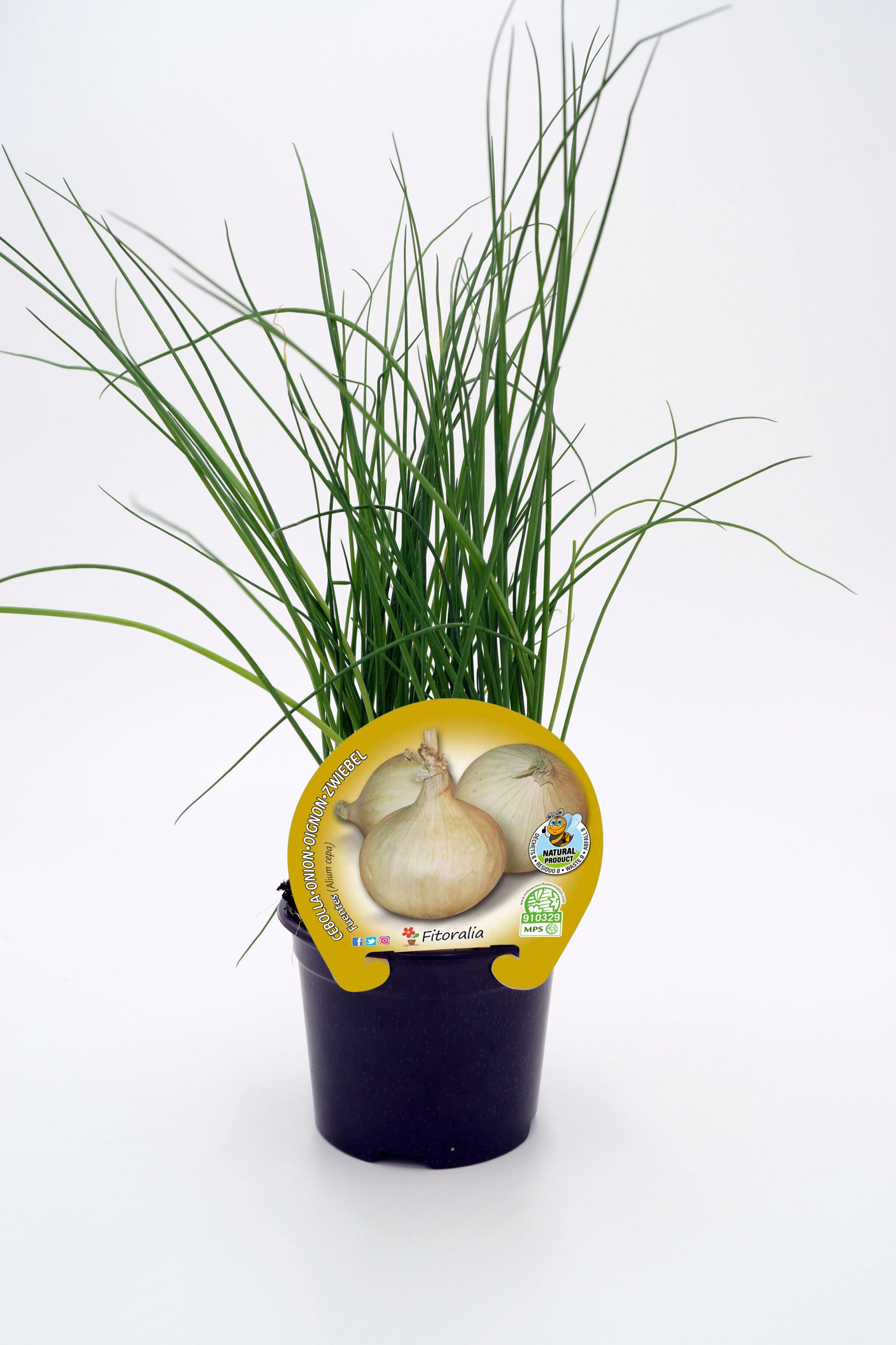 Plantón Cebolla Fuentes En Maceta 10,5 Cm. Natural - Fitoralia_0