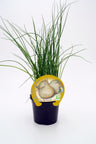 Plantón Cebolla Fuentes En Maceta 10,5 Cm. Natural - Fitoralia