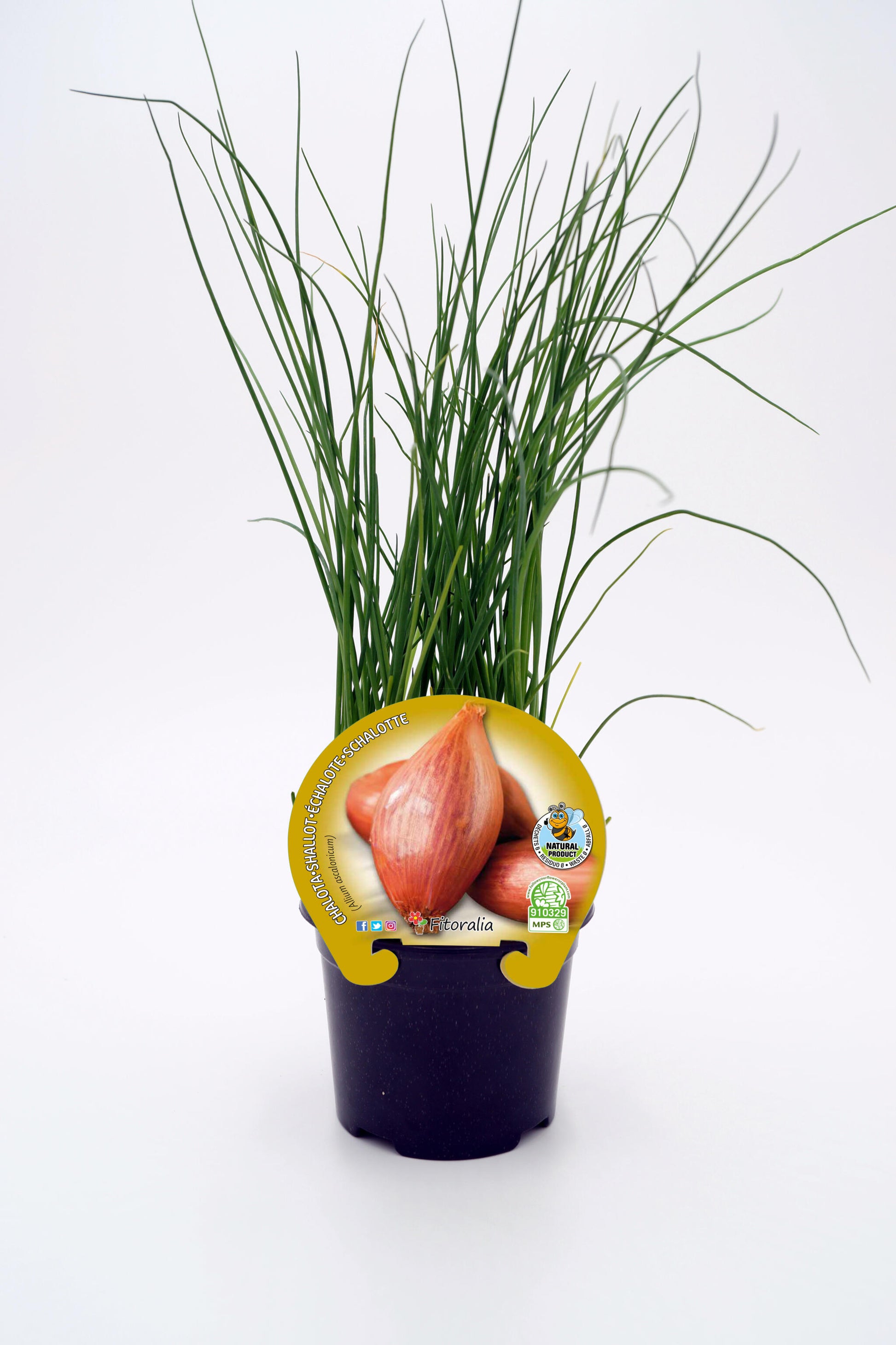 Plantón Chalota En Maceta 10,5 Cm. Natural - Fitoralia_0