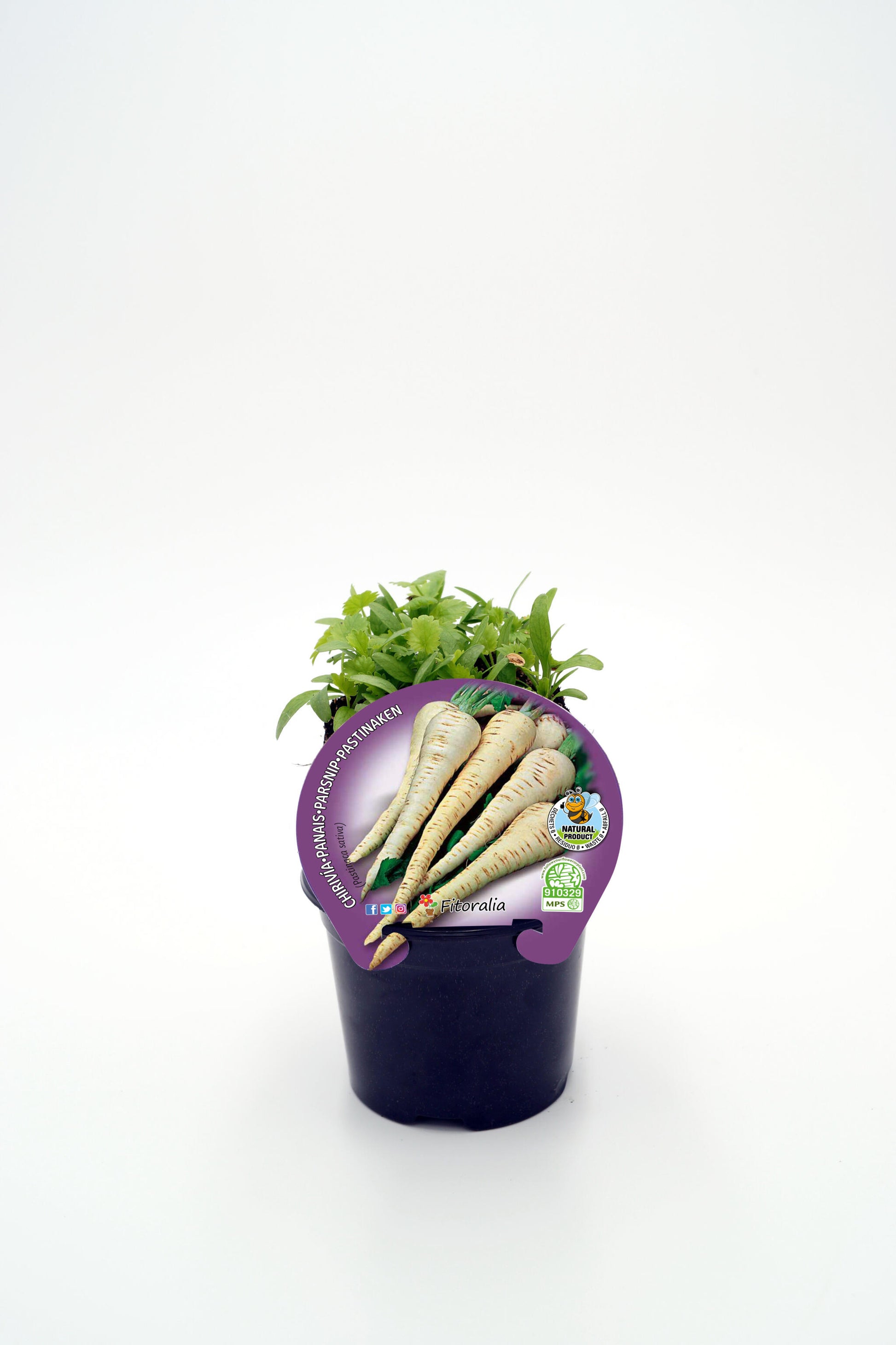 Plantón Chirivía En Maceta 10,5 Cm. Natural - Fitoralia_0