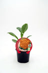 Plantón Coliflor Naranja Jaffa En Maceta 10,5 Cm. Natural - Fitoralia