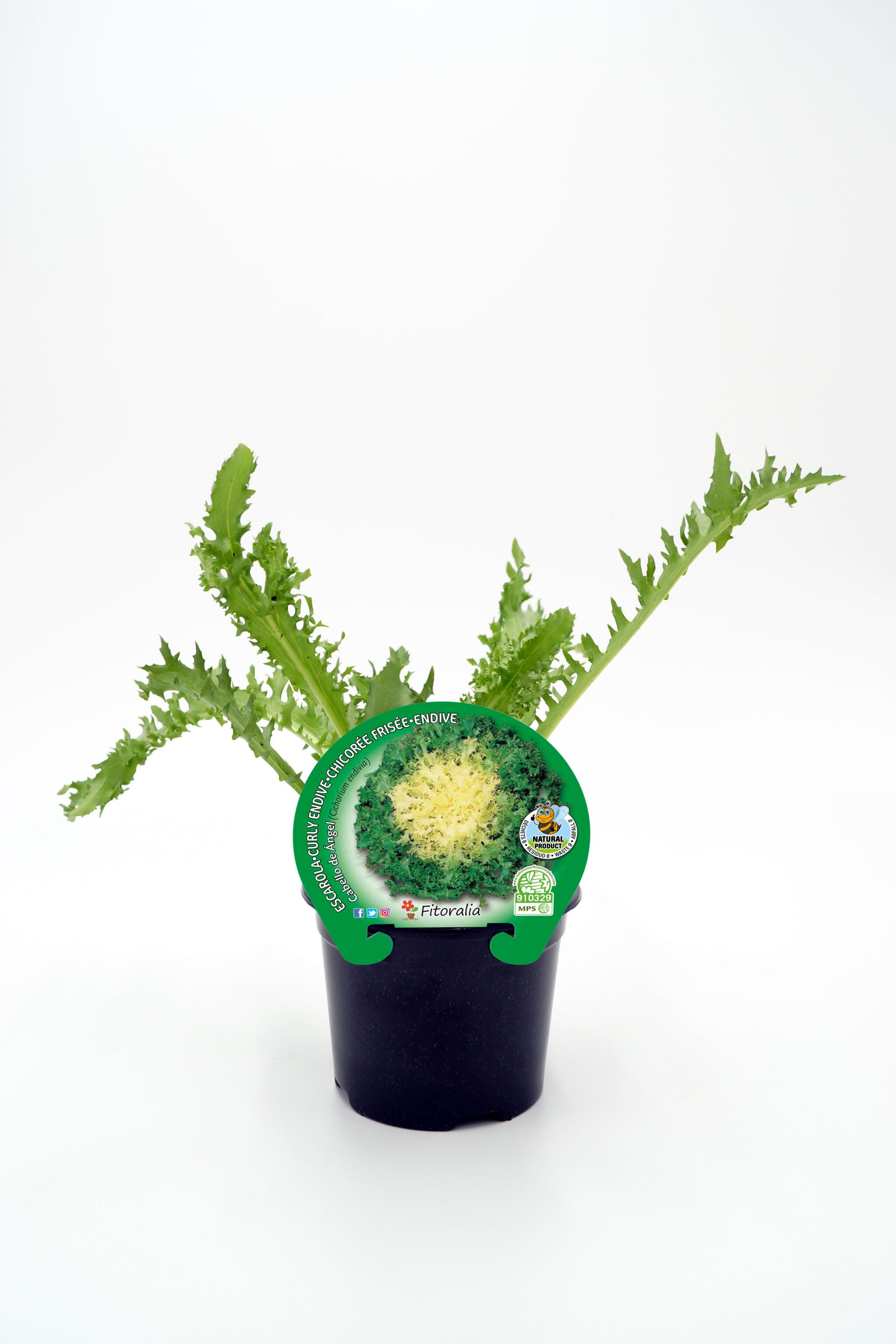 Plantón Escarola Cabello De Ángel En Maceta 10,5 Cm. Natural - Fitoralia_0