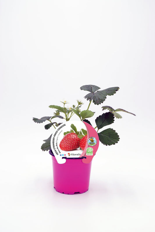 Plantón Fresa Mara Des Bois En Maceta 10,5 Cm. Natural - Fitoralia_0