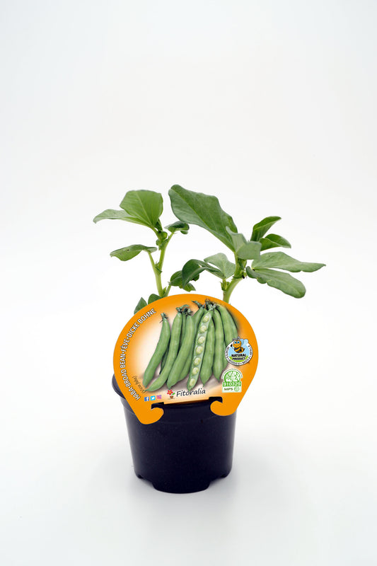 Plantón Haba En Maceta 10,5 Cm. Natural - Fitoralia_0