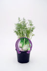 Plantón Hinojo Natural En Maceta 10,5 Cm. - Fitoralia