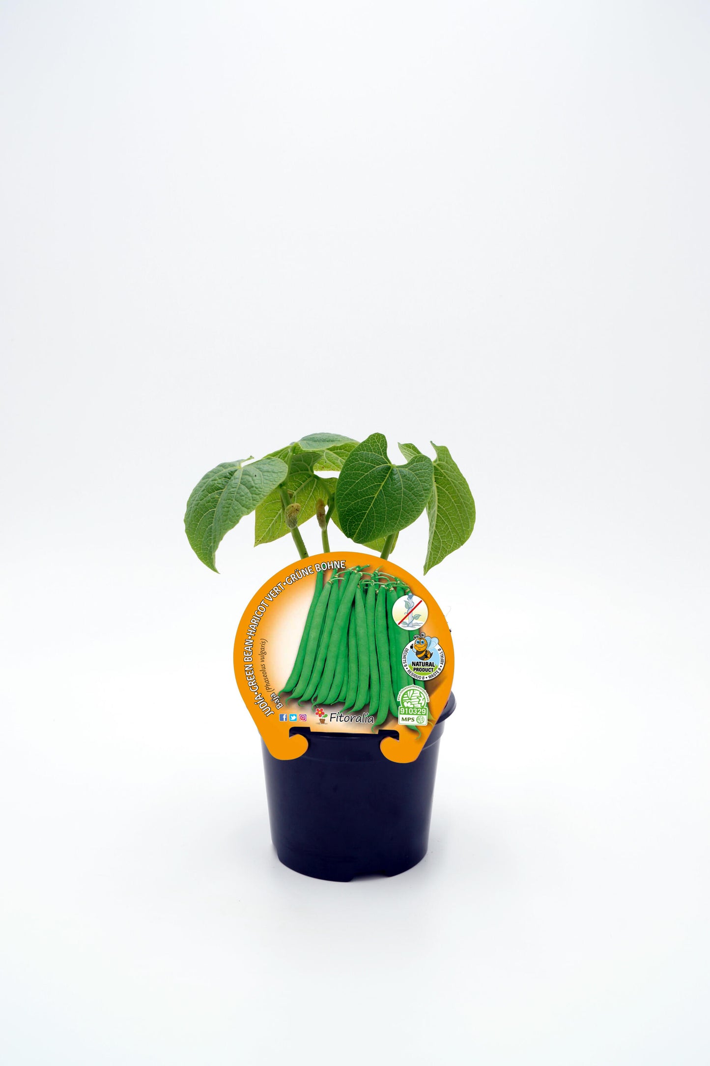 Plantón Judía Redonda Mata Baja En Maceta 10,5 Cm. Natural - Fitoralia_0
